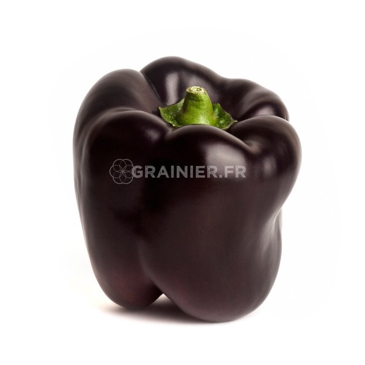Black pepper, purple ODA, Capsicum annuum image